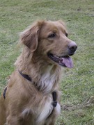 Afra z.kl. Heide
