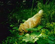 Anschi z.kl.Heide